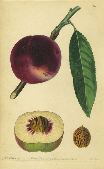 Item #13527 Peach Print from the Pomological Magazine. John. Augusta Innes Withers Lindley.