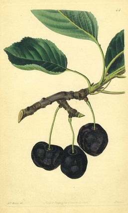 Item #13529 Cherries Print from the Pomological Magazine. John. Augusta Innes Withers Lindley