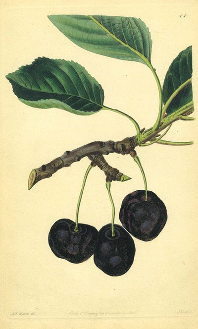 Item #13529 Cherries Print from the Pomological Magazine. John. Augusta Innes Withers Lindley.