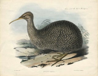 Item #13630 Apteryx Owenii (the Kiwi). Handcolored lithograph. H. C. Richter
