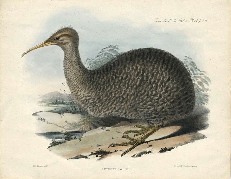 Item #13630 Apteryx Owenii (the Kiwi). Handcolored lithograph. H. C. Richter.
