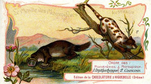 Item #13793 Le Monde des Mammiferes, Australie. (Platypus and Spotted Cuscus). Advertising card. Chocolaterie d'Aiguebelle.