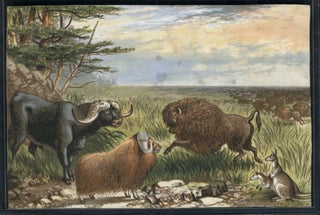 Item #13798 Fanciful chromolithographic view of American Bison, Water Buffalo, long horned sheep...