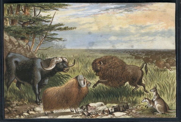 Item #13798 Fanciful chromolithographic view of American Bison, Water Buffalo, long horned sheep & a pair of Kangaroos. F. Lydon.