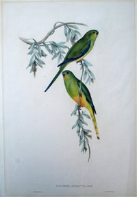 Item #13802 Euphema Aurantia, Orange-Bellied Grass Parakeet. John Gould