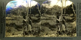 Item #13814 Stereoscopic view, Typical Natives of the Fiji Islands, Suva