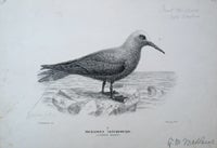 Item #13820 Proof plate of the Lesser Noddy from the "Birds of Australia", signed by Mathews with notations. Micranous Tenuirostris. G. M. J. G. Keulemans Mathews.