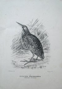 Item #13821 Proof plate of the Western (or Australasian) Bittern from the "Birds of Australia",...