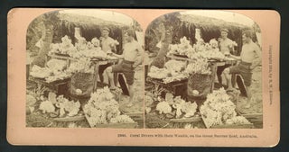 Item #14019 Coral Divers with their Wealth, on the Great Barrier Reef, Australia. Stereoscopic view