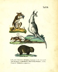 Item #14021 Marsupial print, Die Grosse Beutelratte, Die Aeneasratte, Der Wombat, and Das Kanguruh