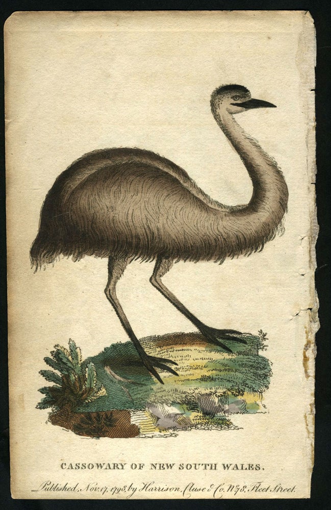 Item #14136 Cassowary of New South Wales. After George Barrington.