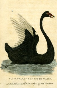 Item #14138 Black Swan of New South Wales. After George Barrington