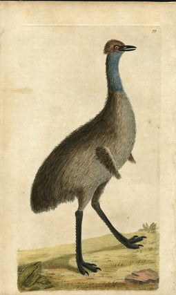 Item #14206 Emu, print from the Naturalist's Miscellany by George Shaw. Frederick Polydore Nodder