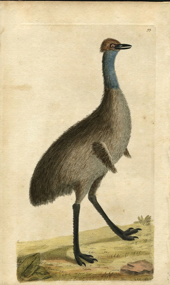 Item #14206 Emu, print from the Naturalist's Miscellany by George Shaw. Frederick Polydore Nodder.