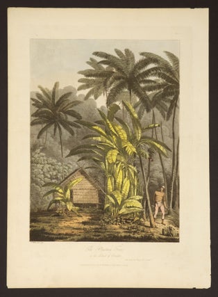 Item #14337 The Plantain Tree in the Island of Cracatoa. John Webber