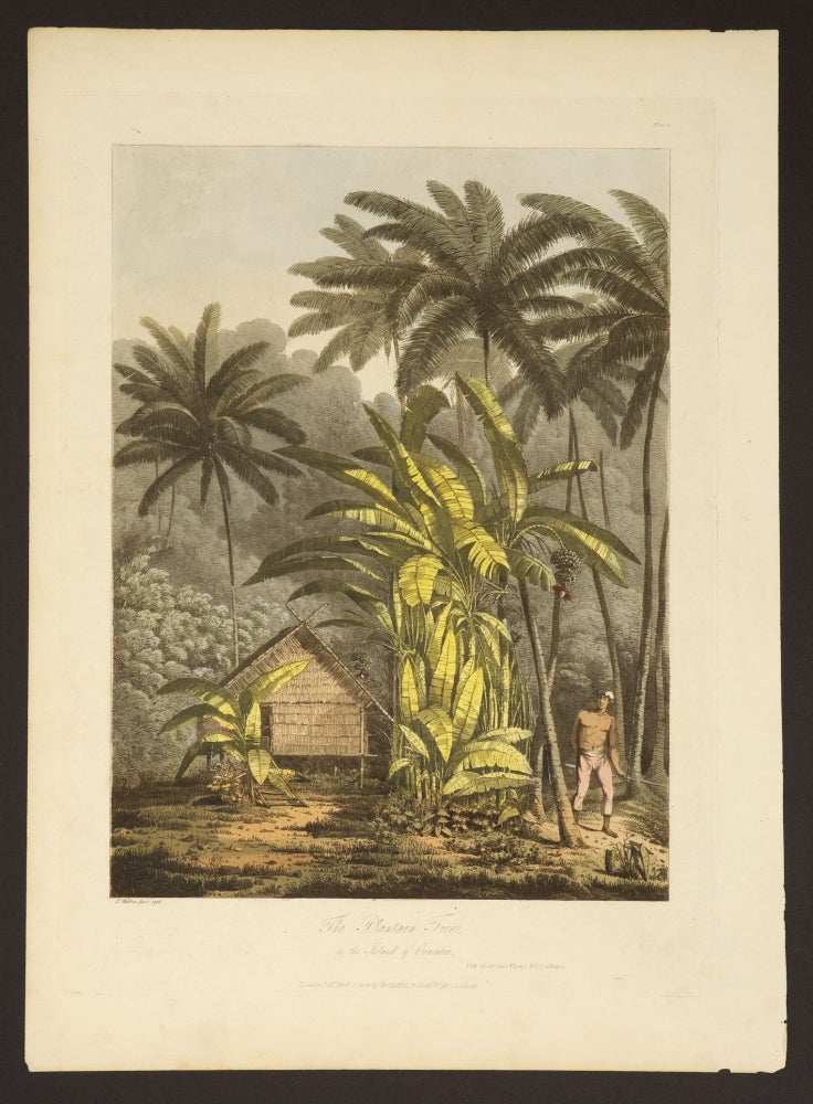 Item #14337 The Plantain Tree in the Island of Cracatoa. John Webber.