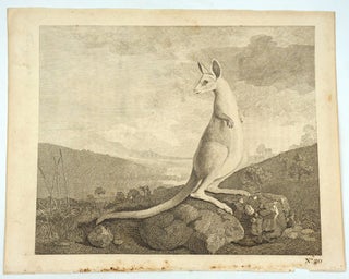 Item #14545 [An Animal Found on the Coast of New Holland called Kanguroo]. George Stubbs, after