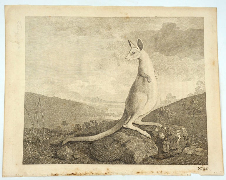 Item #14545 [An Animal Found on the Coast of New Holland called Kanguroo]. George Stubbs, after.