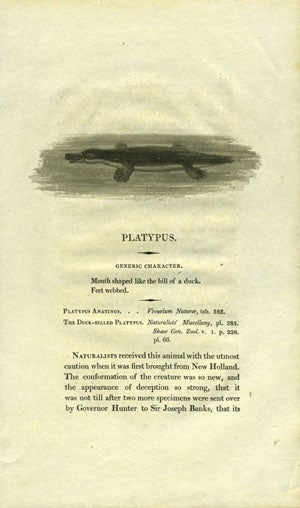 Item #14709 "Platypus", Bewick's Natural History. Platypus.