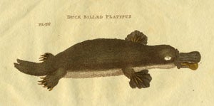Item #14710 "Duck Billed Platypus" Platypus