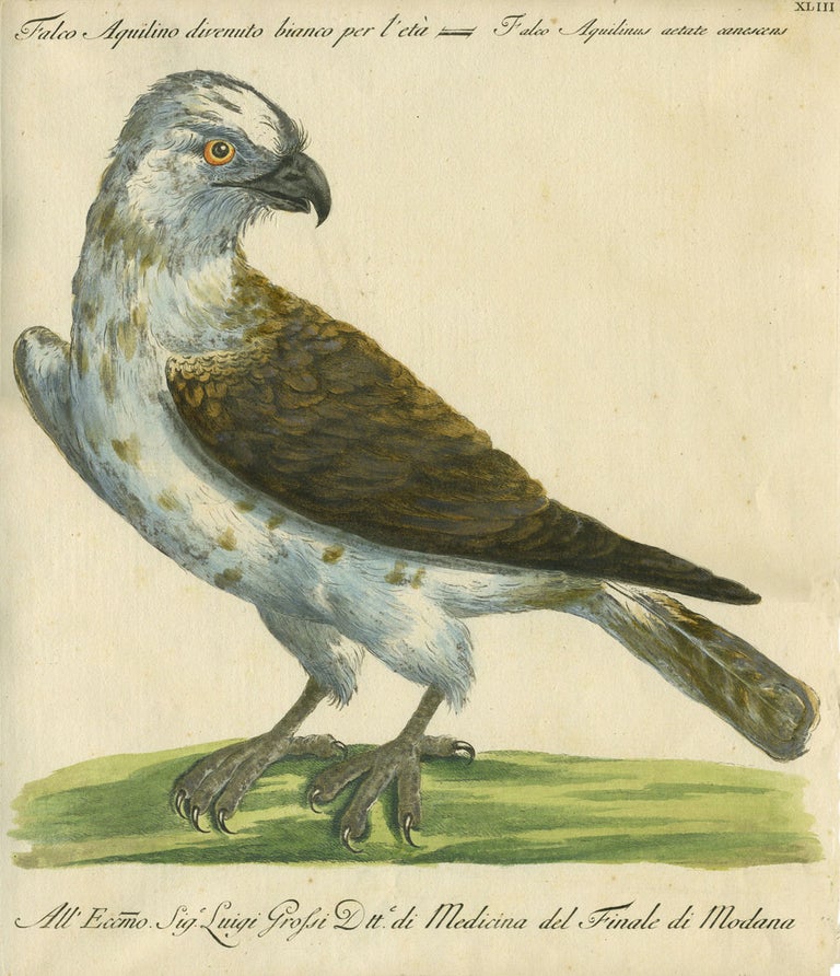 Item #14880 Falco Aquilino divenuto bianco per l'eta, Plate XLIII, engraving from "Storia naturale degli uccelli trattata con metodo e adornata di figure intagliate in rame e miniate al naturale" Falcon, Saviero Manetti.