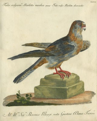 Item #14881 Falco volgarm, Barletta mischia, Plate XLVII, engraving from "Storia naturale degli...