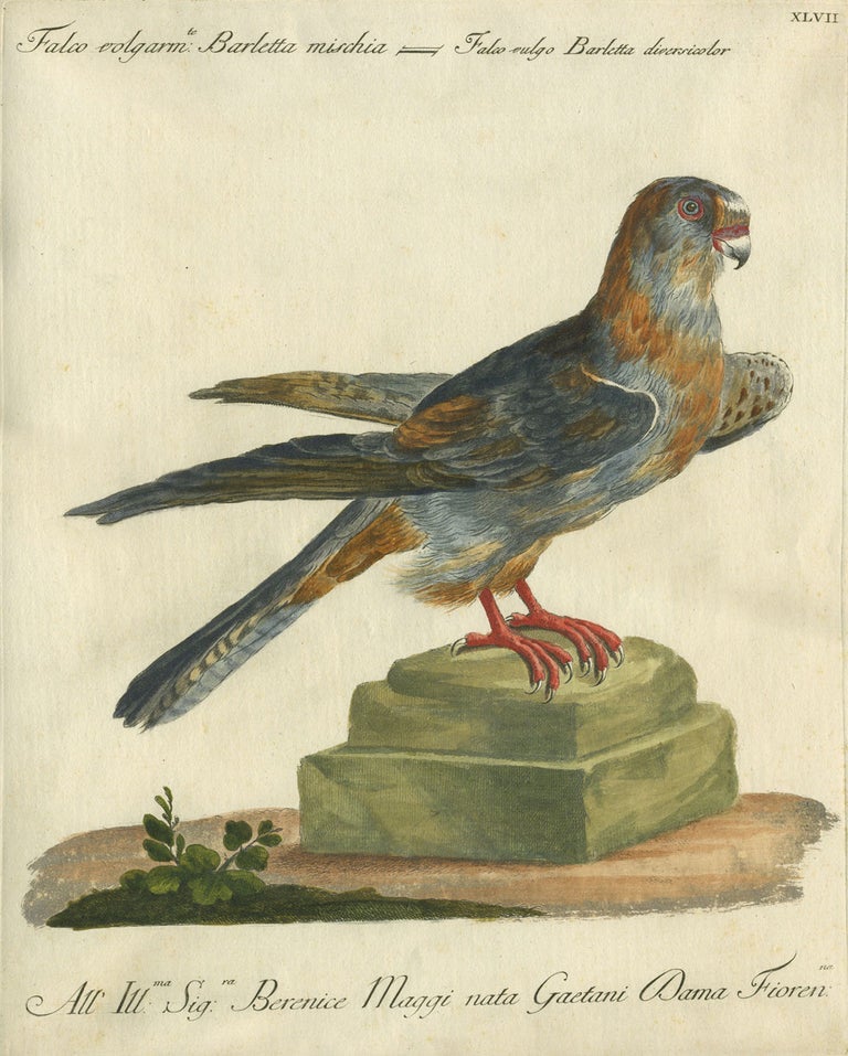 Item #14881 Falco volgarm, Barletta mischia, Plate XLVII, engraving from "Storia naturale degli uccelli trattata con metodo e adornata di figure intagliate in rame e miniate al naturale" Falcon, Saviero Manetti.