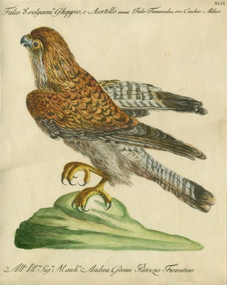 Item #14882 Falco volgarm, Gheppio e Acertello, Plate XLIX, engraving from "Storia naturale degli...