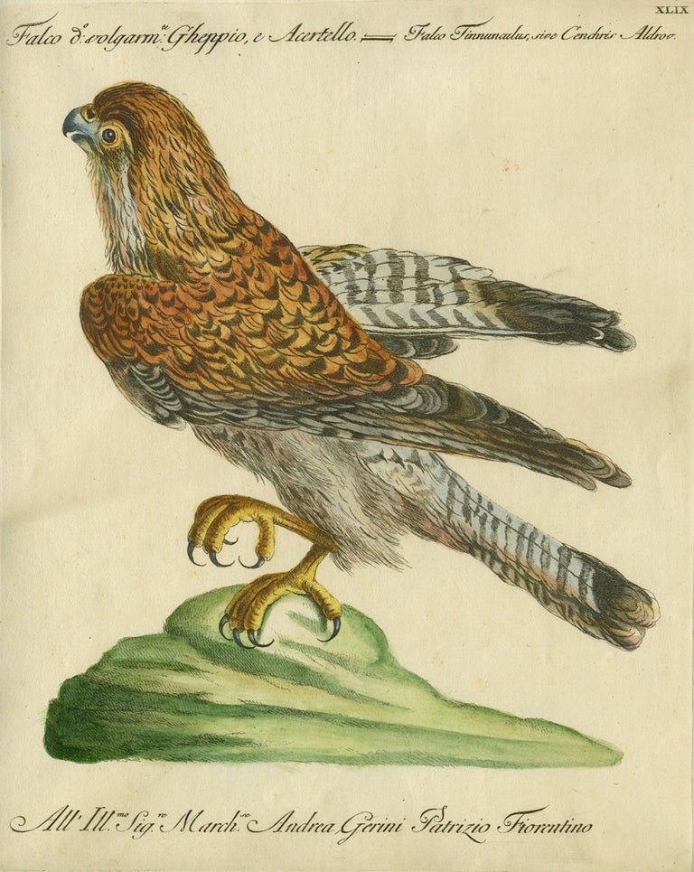 Item #14882 Falco volgarm, Gheppio e Acertello, Plate XLIX, engraving from "Storia naturale degli uccelli trattata con metodo e adornata di figure intagliate in rame e miniate al naturale" Falcon, Saviero Manetti.
