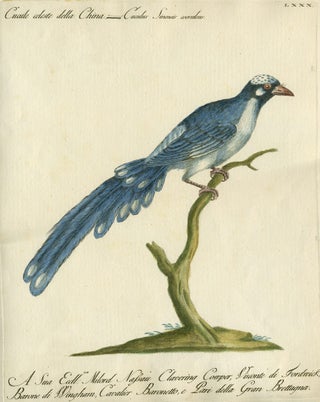 Item #14884 Cucule celeste della China, Plate LXXX, engraving from "Storia naturale degli uccelli...