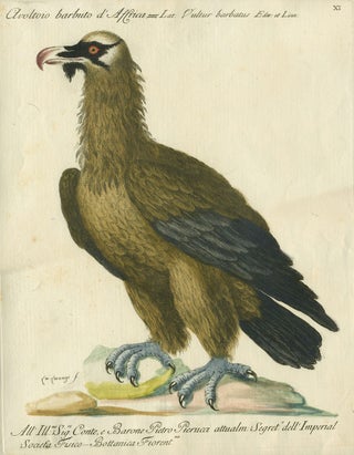 Item #14886 Avoltoio barbuto d'Africa, Plate XI, engraving from "Storia naturale degli uccelli...