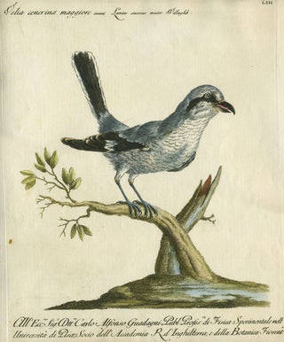 Item #14887 Velia cenerina maggiore, Plate LIII, engraving from "Storia naturale degli uccelli...