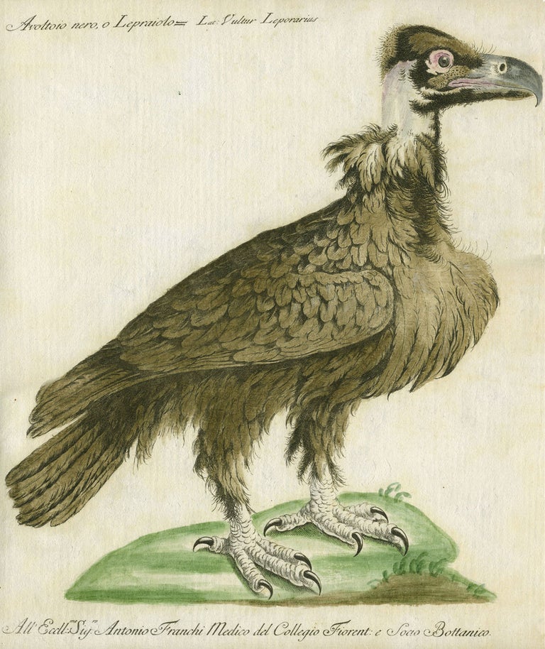 Item #14889 Avoltoio nero, o Lepraiolo, Plate IX, engraving from "Storia naturale degli uccelli trattata con metodo e adornata di figure intagliate in rame e miniate al naturale" Saviero Manetti.