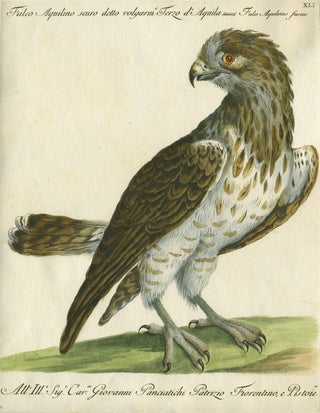 Item #14891 Falco Aquilino scuro detto volgarm, Terzo d'Aquila, Plate XLI, engraving from "Storia...