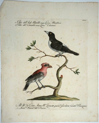 Item #14894 Velia dell'Isole Manille & Velia del Canada, Plate LXII, engraving from "Storia...