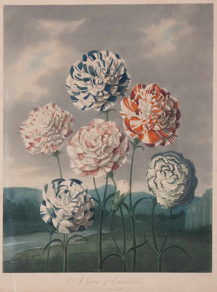 Item #15448 A Group of Carnations. Thornton Dr.