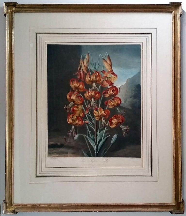 Item #15455 The Superb Lily. Thornton Dr.