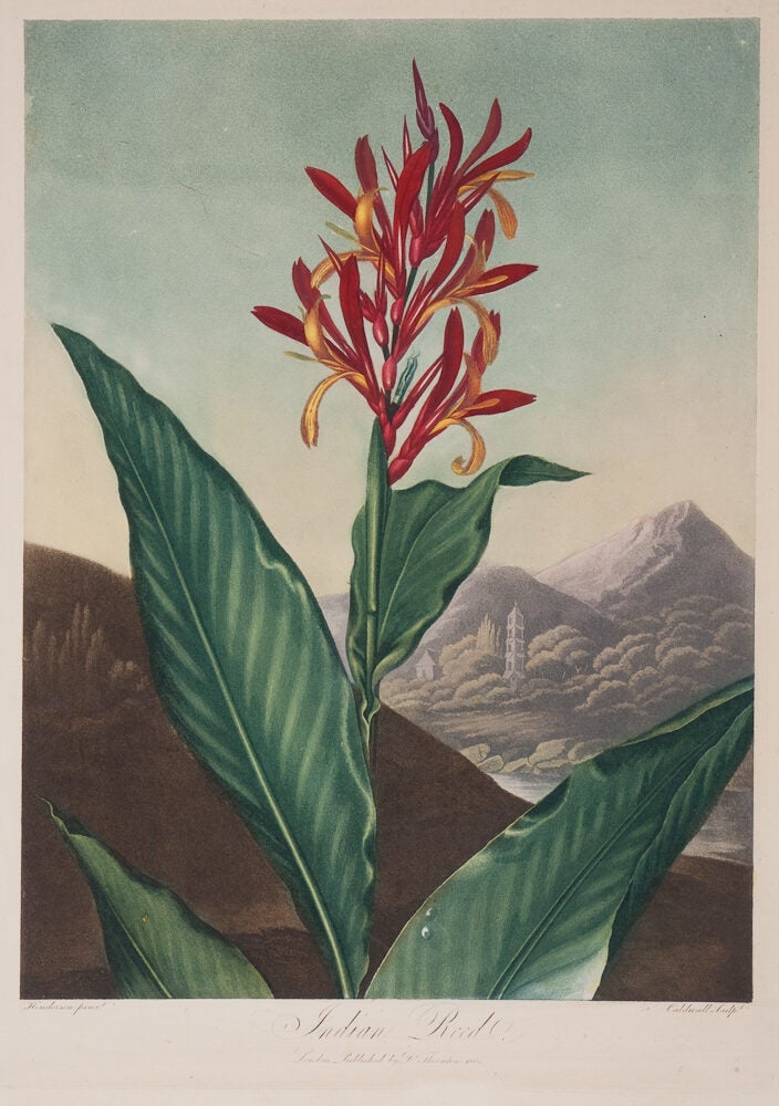 Item #15456 The Indian Reed. Thornton Dr.
