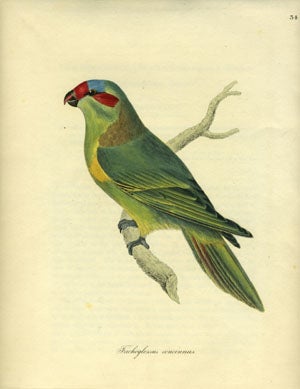 Item #15635 Trichoglossus concinnus [Crimson-fronted Parakeet], antique print. PJ Selby, W. Jardine