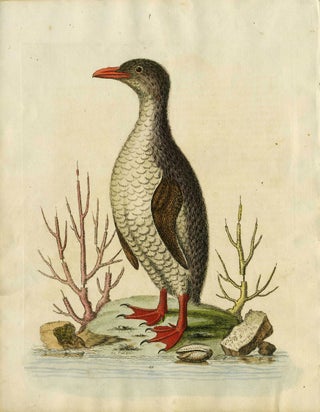 Item #15711 The Penguin. G. Edwards
