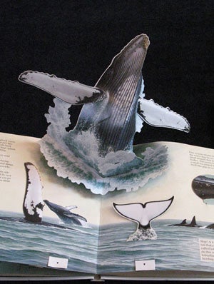 Collection of Original Artwork for Whales, Mighty Giants of the Sea, A National Geographic Action book.