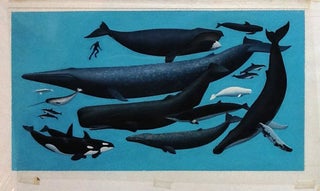 Collection of Original Artwork for Whales, Mighty Giants of the Sea, A National Geographic Action book.