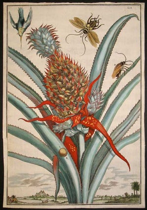 Item #15956 Pineapple, Tab I from "Nurnberische Hesperides" Johann Volckamer