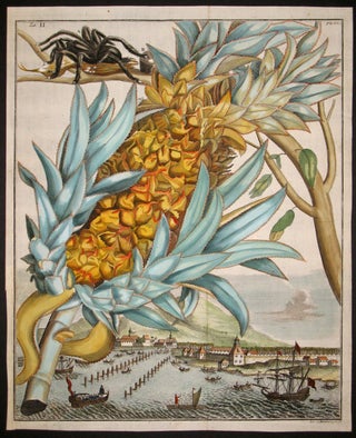 Item #15957 Pineapple, Tab II from "Nurnberische Hesperides" Johann Volckamer