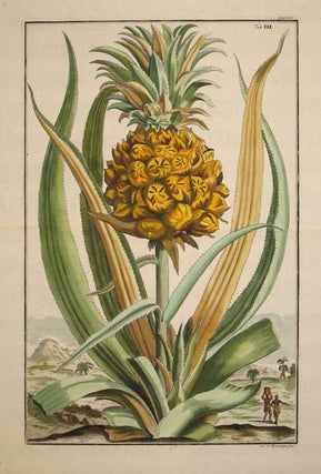 Item #15958 Pineapple, Tab III from "Nurnberische Hesperides" Johann Volckamer
