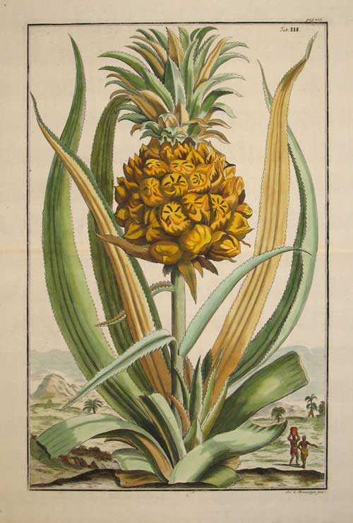 Item #15958 Pineapple, Tab III from "Nurnberische Hesperides" Johann Volckamer.