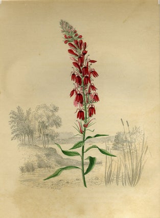 Item #16128 Cardinal Flower (Background- Outlet of Fishkill Creek). Edwin Whitefield
