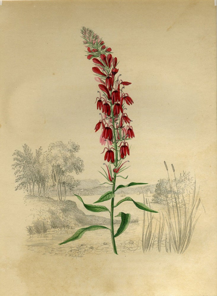 Item #16128 Cardinal Flower (Background- Outlet of Fishkill Creek). Edwin Whitefield.