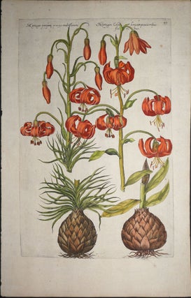 Item #16256 [Lilies] Martagon pomponij praecox multiflorum /Martagon Calcedonicum paucioribus...