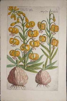 Item #16257 [Lilies] Martagon multis et magnis forib[us] [sic] luteis alios superans /Martagon...